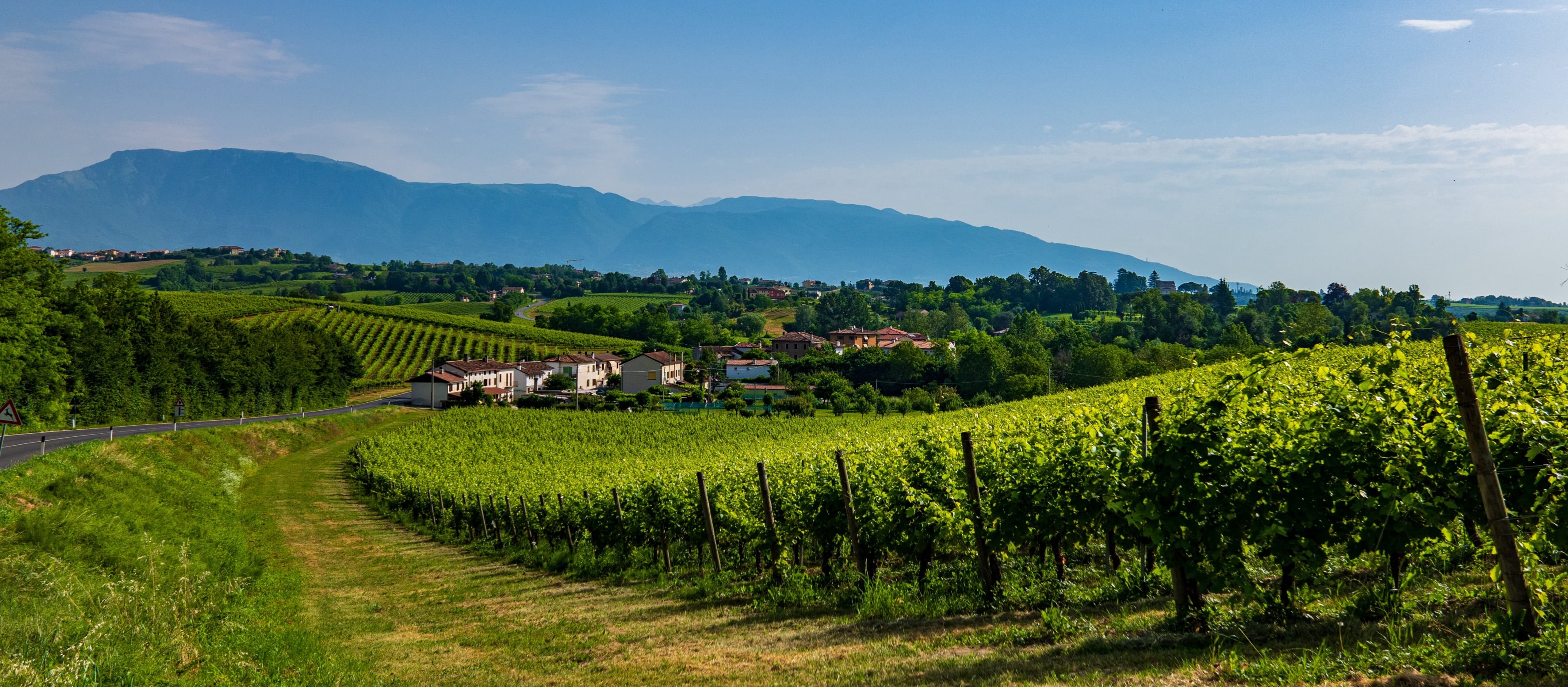 weinberge