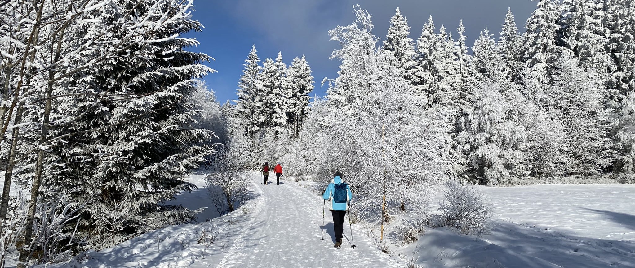 winterwanderer_wald